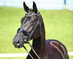 Dressurpferd Midnight Queen 4 (Deutsches Sportpferd, 2017, von DSP Marc Cain)