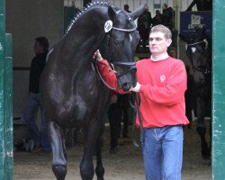 horse Hengst von Hochadel (Hanoverian, 2010, from Hochadel)