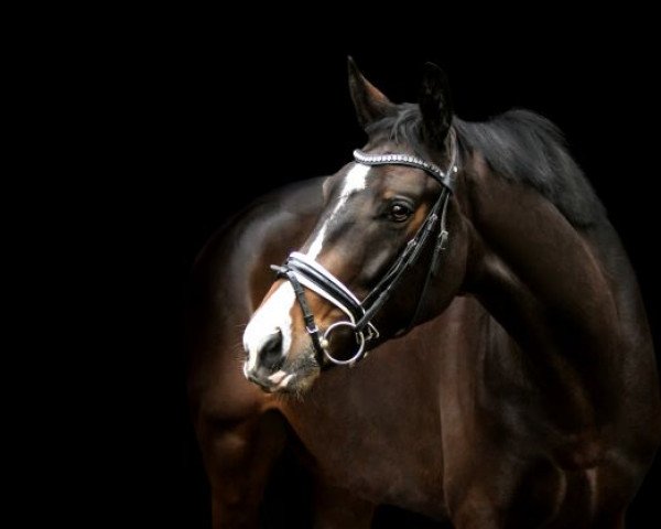 dressage horse Franz (Hanoverian, 2017, from Fürst Belissaro)