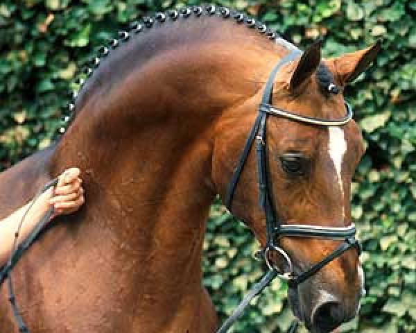 Pferd Argentinus (Hannoveraner, 1980, von Argentan I)