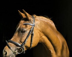 broodmare Magic Colours (German Riding Pony, 2003, from Sunrise Moonlight)