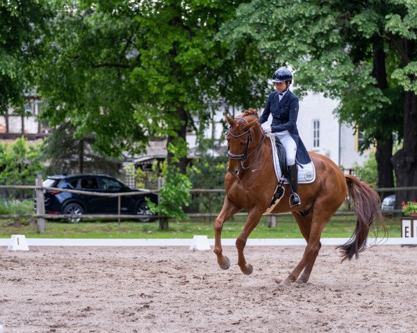 dressage horse Rosebud 14 (Hanoverian, 2010, from Glock's Romanov)