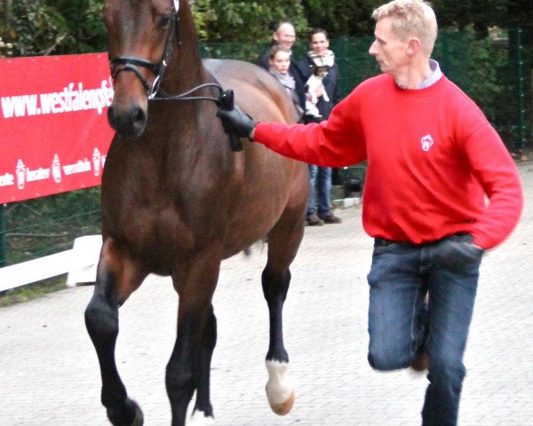 Dressurpferd Hengst von Fürst Piccolo (Westfale, 2010, von Fürst Piccolo)