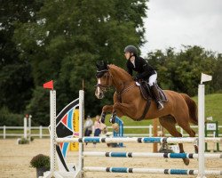 jumper Daily Dream 9 (Oldenburg show jumper, 2015, from Darco de Revel)