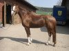 Springpferd Early Royal (Hannoveraner, 2005, von Earl)