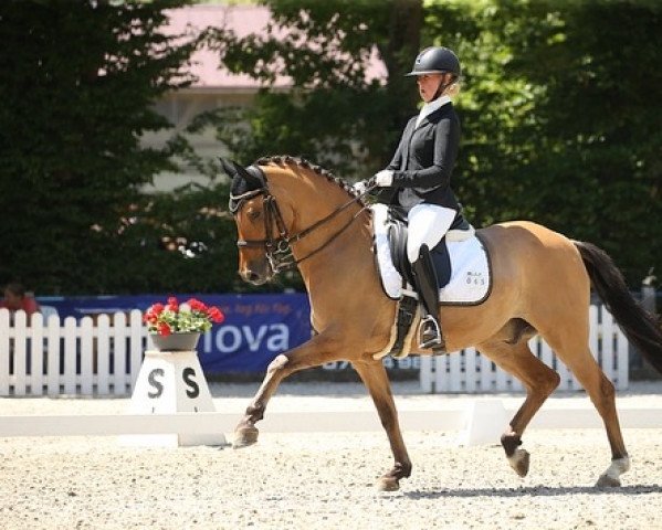 dressage horse Lilienhofs Donelli (German Riding Pony, 2013, from Dimension AT NRW)