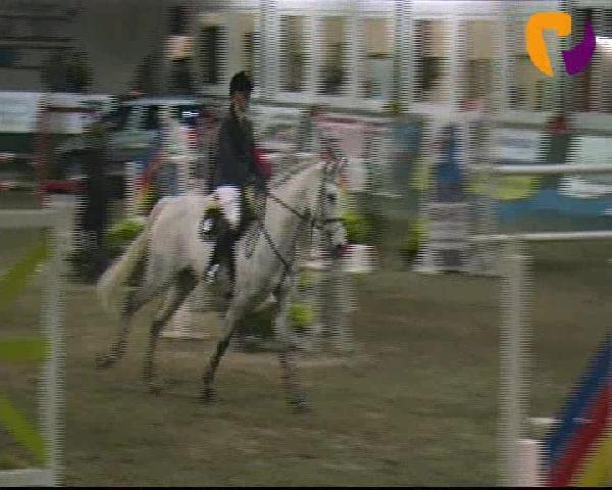 jumper Chiassa (Holsteiner, 2001, from Carolus I)