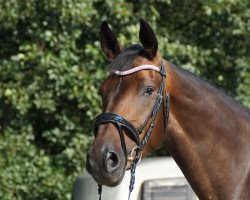 dressage horse Buckingham's Brunhilde (Hanoverian, 2016)