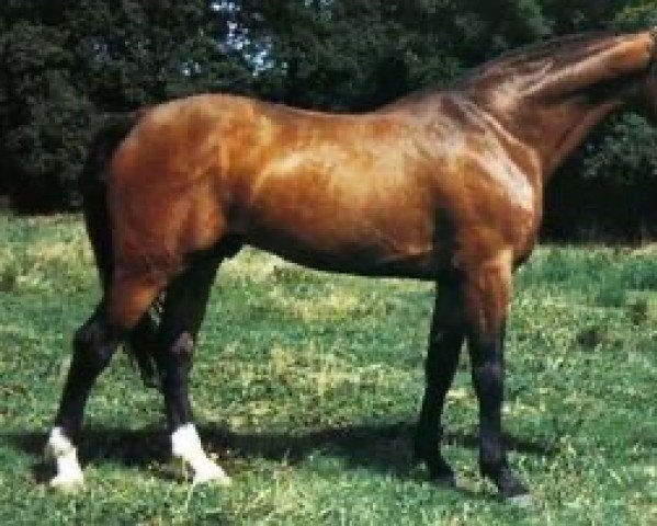 stallion Jokris (Selle Français, 1975, from Kibrahim)