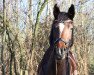 jumper Vienna Paradox (German Riding Pony, 2007, from Valido's Boy)