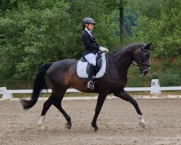 dressage horse Franka 166 (Hanoverian, 2008, from Florencio I)