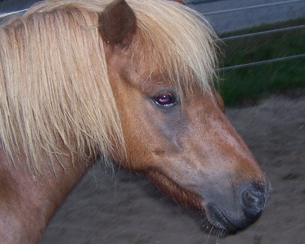 Pferd Enrico (Shetland Pony, 1999, von Erivo van Stal Polderzicht)