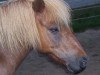 horse Enrico (Shetland Pony, 1999, from Erivo van Stal Polderzicht)