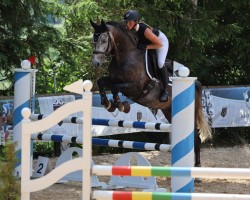 dressage horse Buschwind 3 (Trakehner, 2014, from Heuberger TSF)