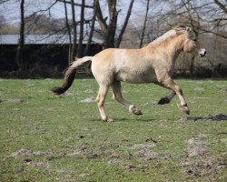 horse Helco (Fjord Horse, 2014, from Herko)