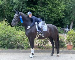 dressage horse Sansibar 133 (Oldenburg, 2009, from Swarovski)