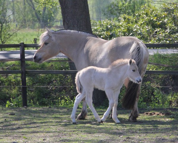 Zuchtstute Frieda (Fjordpferd, 2013, von Harkon)