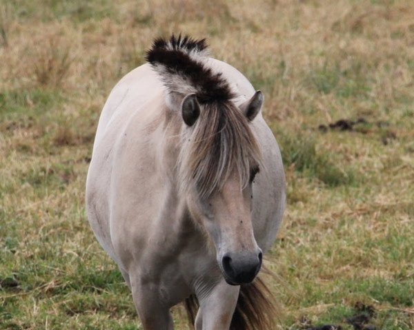 horse Fina (Fjord Horse, 2018, from Harkon)