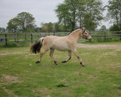 Pferd Feline (Fjordpferd, 2017, von Cavall)