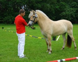 broodmare Fortuna (Fjord Horse, 2010, from Herko)