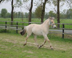 horse Florentina (Fjord Horse, 2018, from Catago)