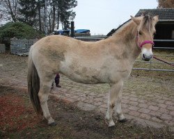 Zuchtstute Feodora (Fjordpferd, 2017, von Catago)