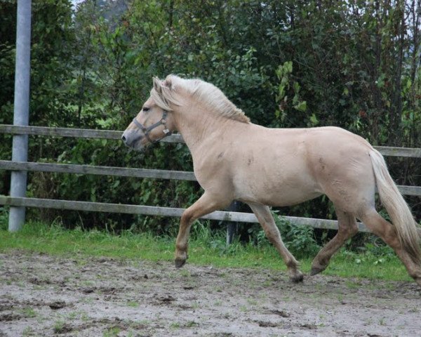 horse Cassandro (Fjord Horse, 2015, from Cavall)