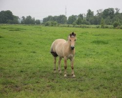 horse Constantin (Fjord Horse, 2020, from Catago)