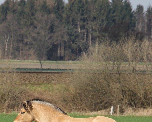 Pferd Colando (Fjordpferd, 2014, von Catago)