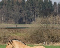 horse Colando (Fjord Horse, 2014, from Catago)