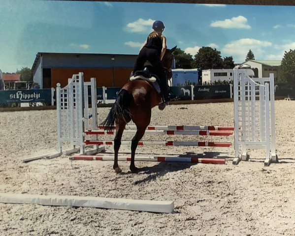 broodmare Kaya de la Loge (Holsteiner, 2017, from Contendro I)