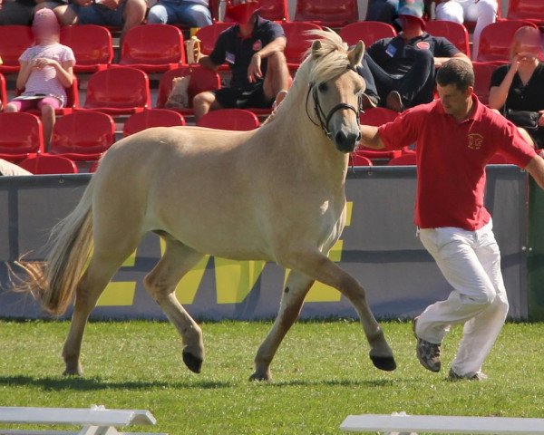 broodmare Tessa (Fjord Horse, 2016, from Catago)