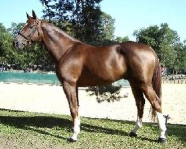 stallion Ogrion des Champs (Selle Français, 2002, from Kannan)