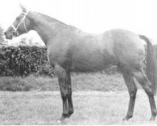 stallion Genele (Selle Français, 1972, from Fujiyama xx)