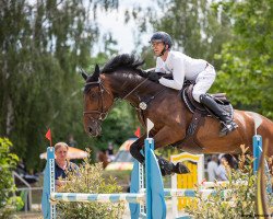 jumper Mr. Barnaby Jb (Oldenburg show jumper, 2015, from Vancouver d'Auvray)