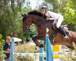 jumper Carlo Gr (Württemberger, 2011, from Christdorn)