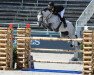 jumper Tirano (Spanish Sport Horse, 2013, from Chacco-Blue)