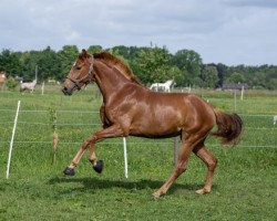 dressage horse Barroca dÀlva (Oldenburg, 2018, from Blue Hors Baron)