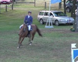 jumper Bachus H (German Warmblood, 2007, from Balzaci)