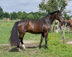 dressage horse Ryukyu 2 (Rhinelander, 2003, from Royal Angel)