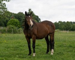 dressage horse Guy of Gysborne (Rhinelander, 1992, from Glücksklee)