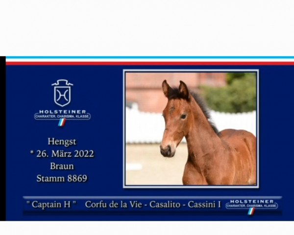 Springpferd Captain H (Holsteiner, 2022, von Corfu de La Vie)