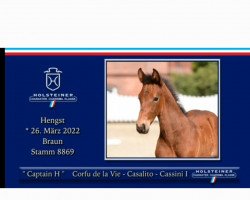 Springpferd Captain H (Holsteiner, 2022, von Corfu de la Vie)