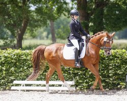 dressage horse Bomber 19 (German Riding Pony, 1996, from Black Boy)