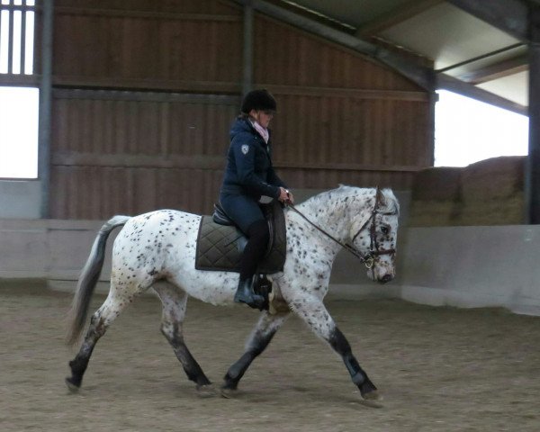 broodmare Ilvy af lille hav (Knabstrupper, 2012, from Pluton af Kronplet)