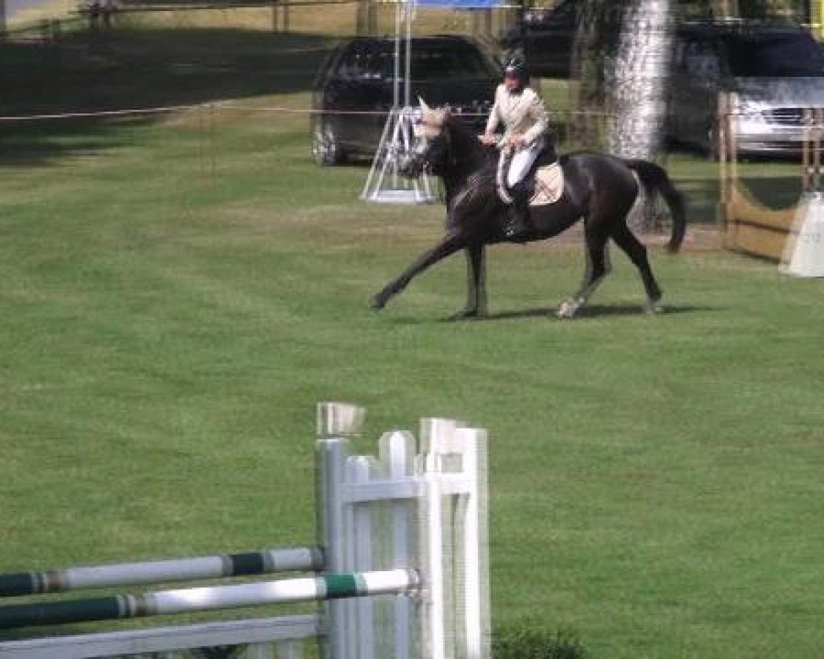Springpferd Espatako's Electra R (Westfale, 2006, von Espatako)