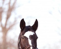 broodmare Pretty Sue (Westphalian, 2001, from Pik Labionics)