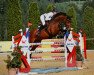 jumper Caja 25 (Little German Riding Horse, 2009, from Catall)