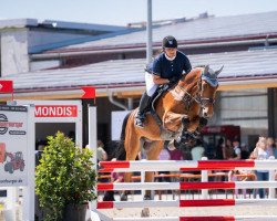 jumper Captain Frech (German Sport Horse, 2017, from Colore)