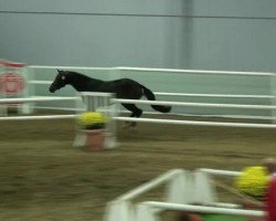 jumper Freedom O (KWPN (Royal Dutch Sporthorse), 2010, from Uphill)